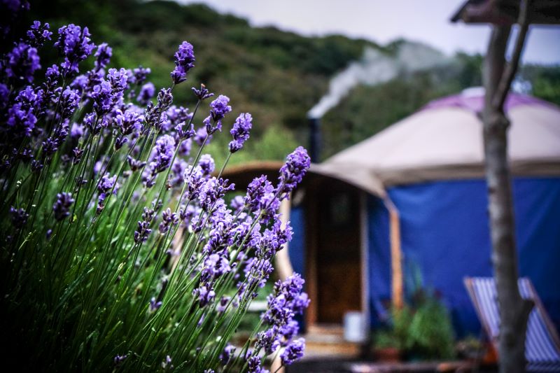 Nyth-Robin-Aberdovey-wales-glamping-yurt-outside-lavendar-PL