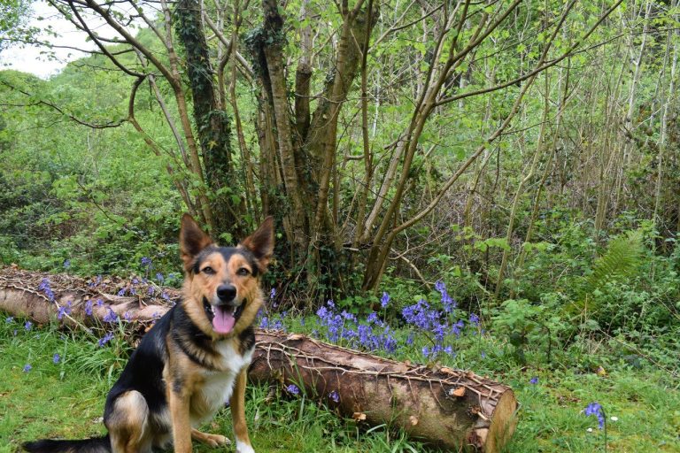 dog friendly glamping and caravan holiday accomodation wales