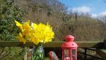 Daffodils and robin in sunshine