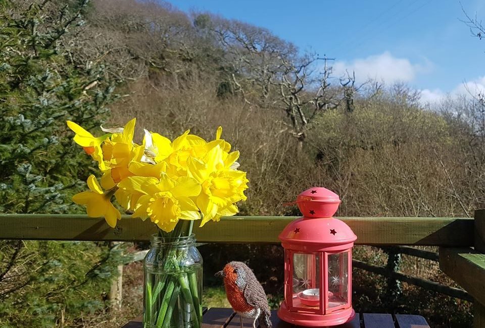 Daffodils and robin in sunshine